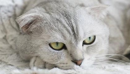 九游下载中心-日本奥运队防守稳健，零封对手，日本队奥运强项